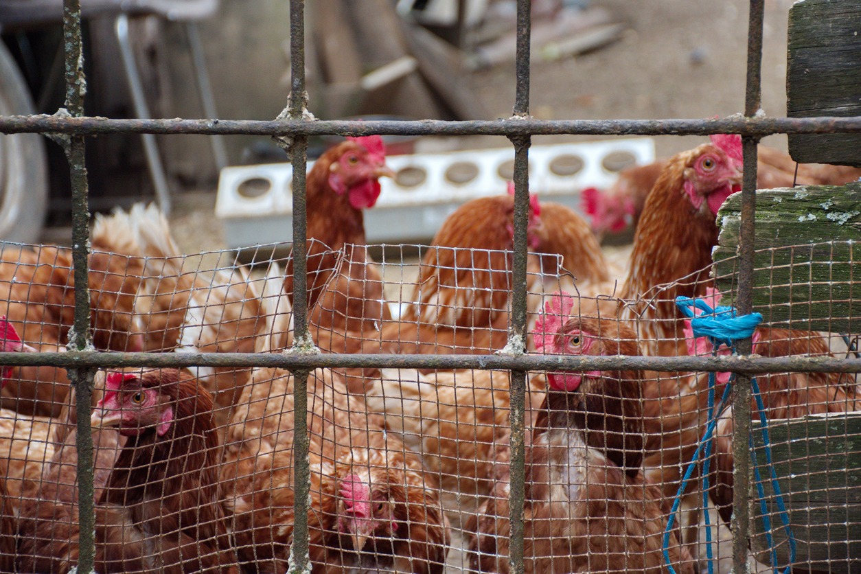 Chickens on rural farm