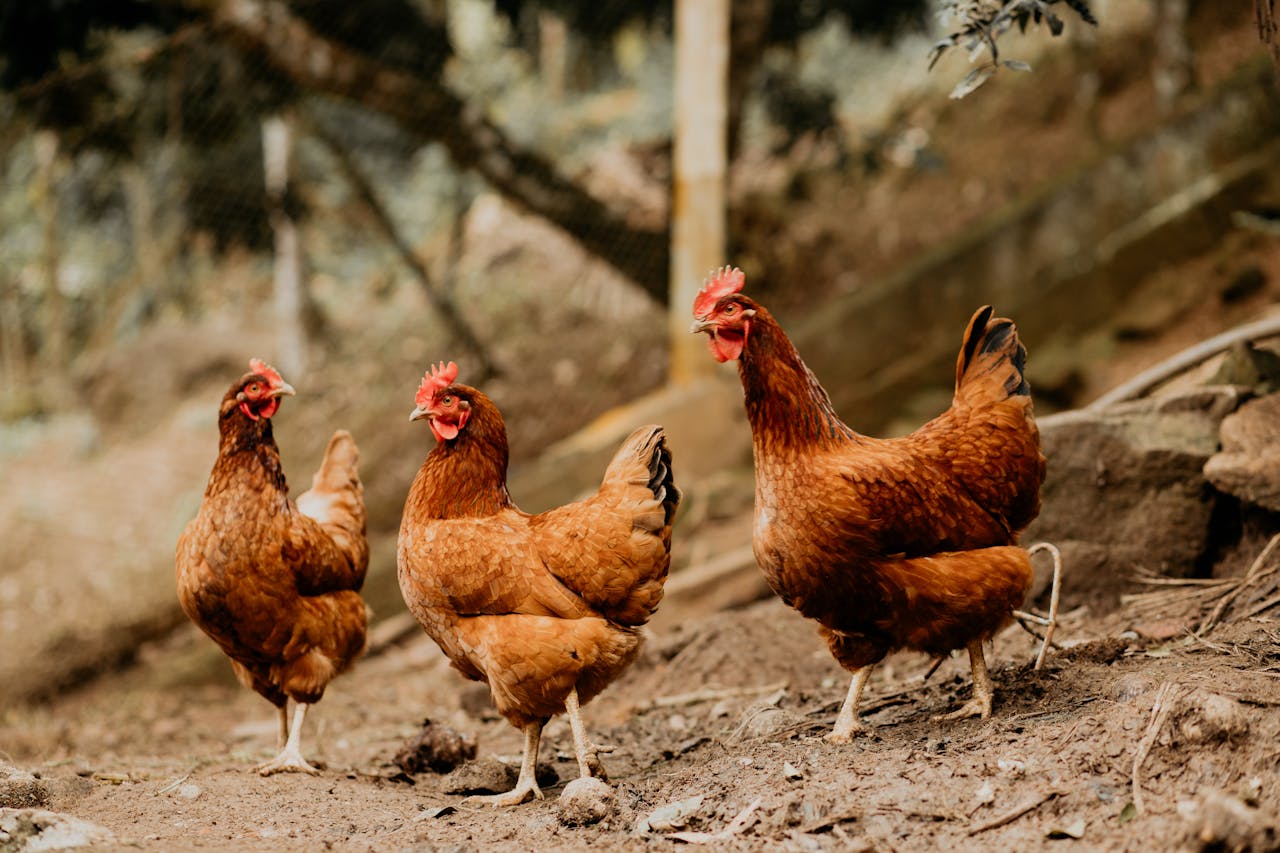 chickens walking on dirt in a field