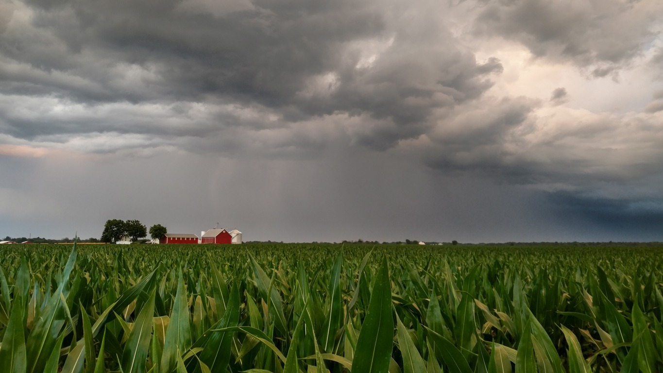 Stormy downpour over Indiana corn field
