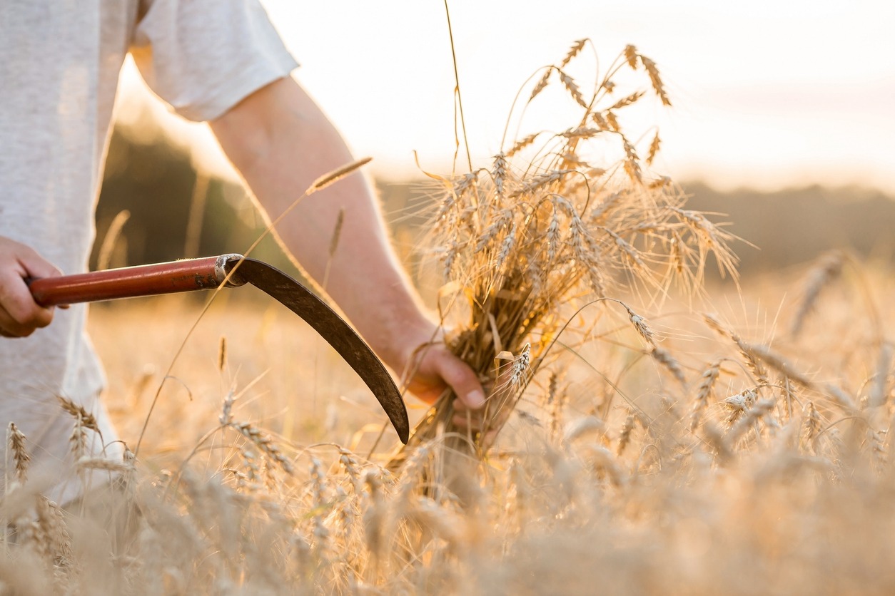 A man holds golden ears of wheat and a sickle against the background of a ripening field