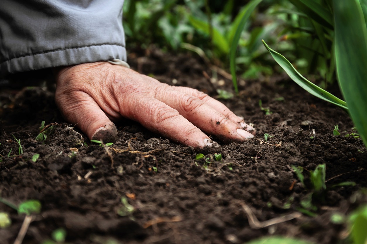 A female old hand on soil-earth
