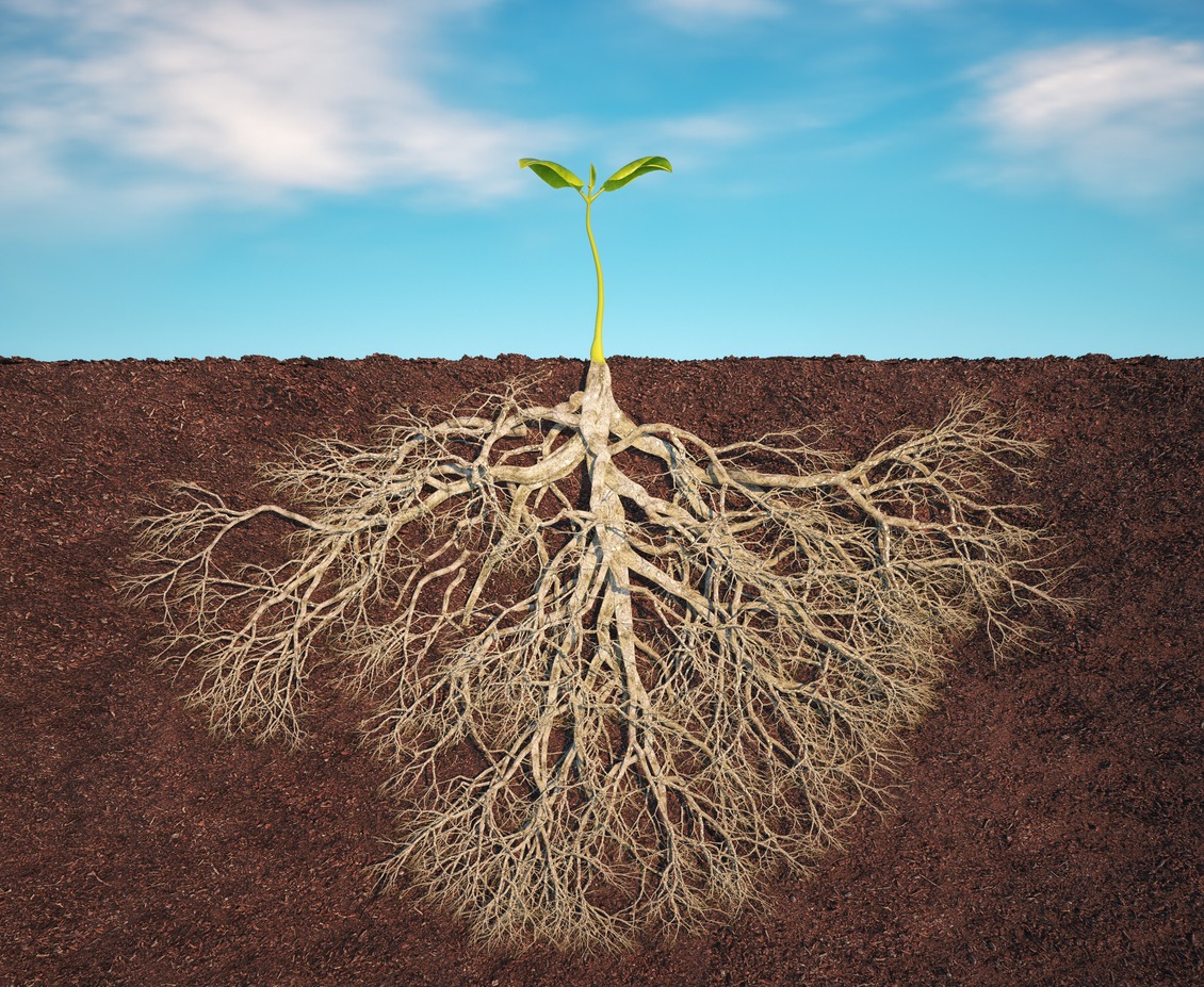 Strong root in soil