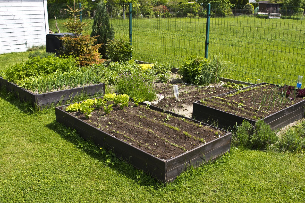 Wooden vegetable bed box with soil in the home garden