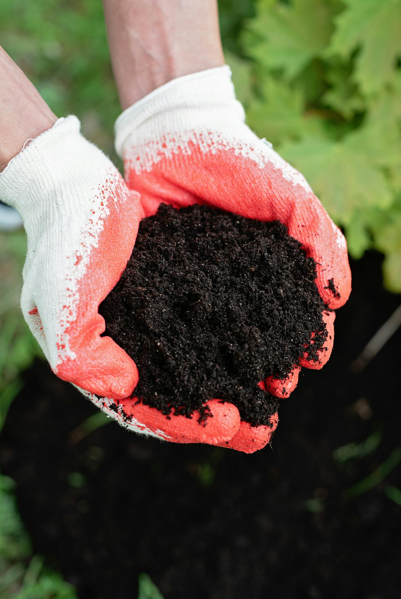 a person holding healthy soil