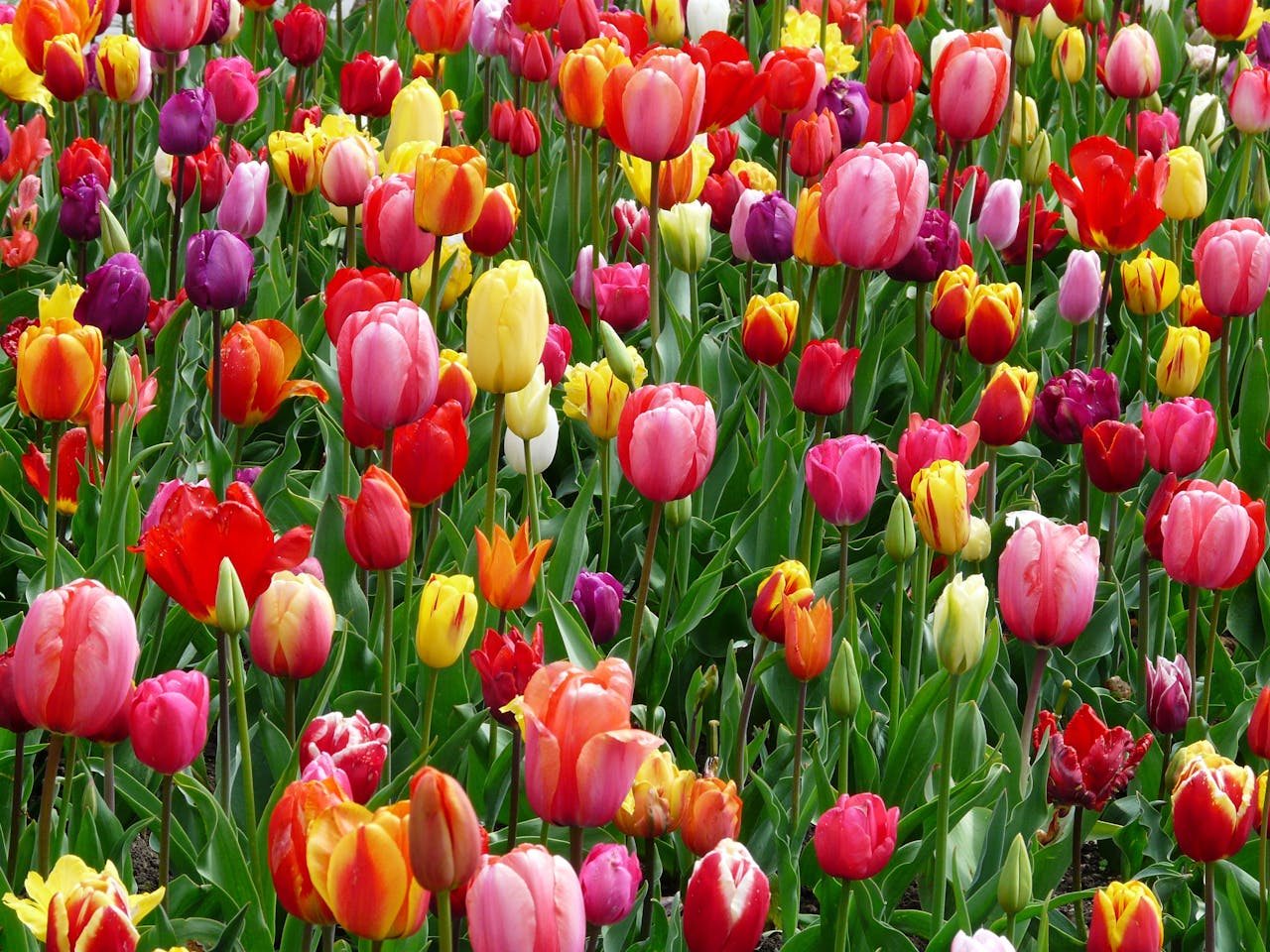 tulips growing on a field