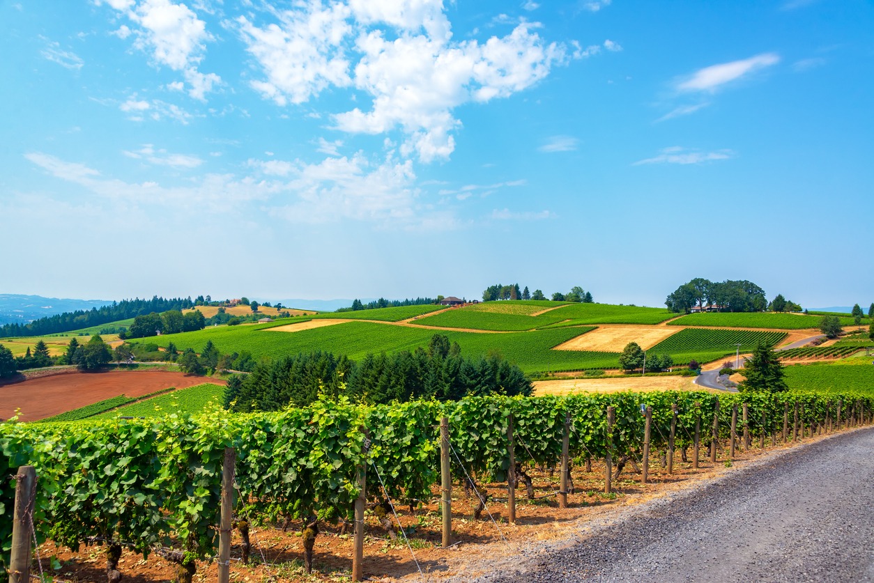 Hills of Vineyards
