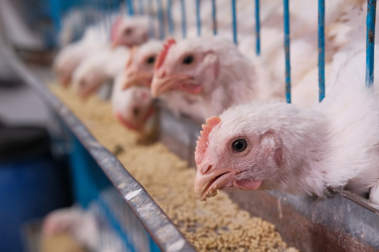 chickens eating food in the feeder while in a cage