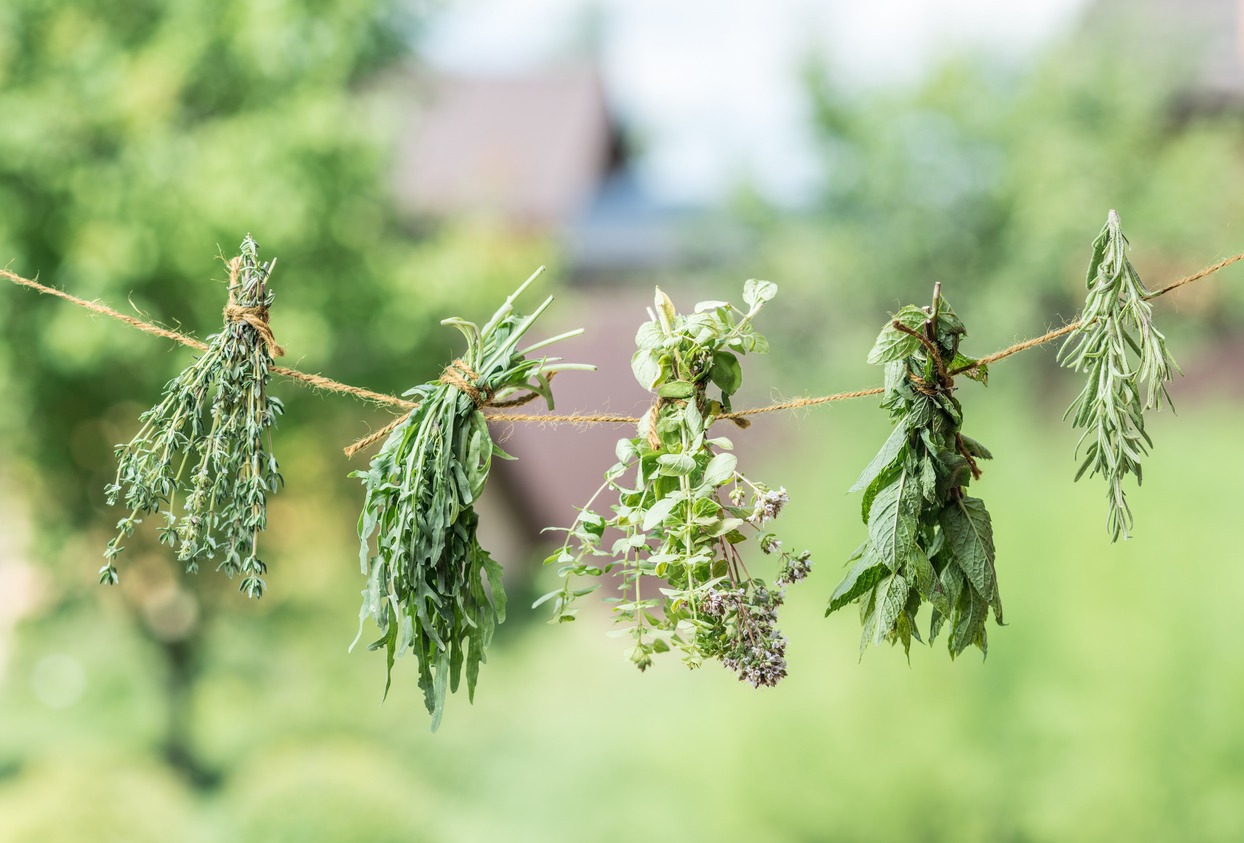 Bundles of flavoured herbs drying on the open air