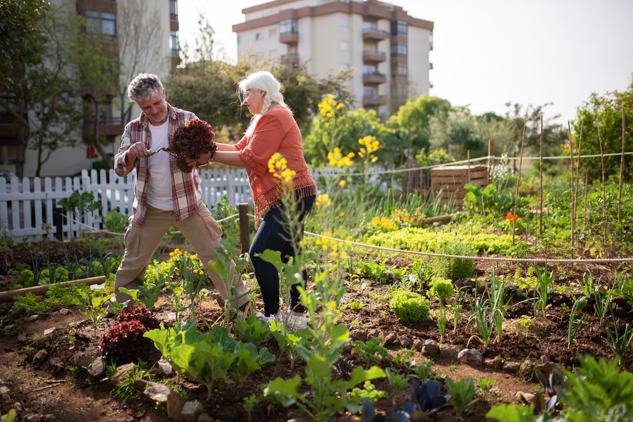 a couple gardening in their vegetable garden