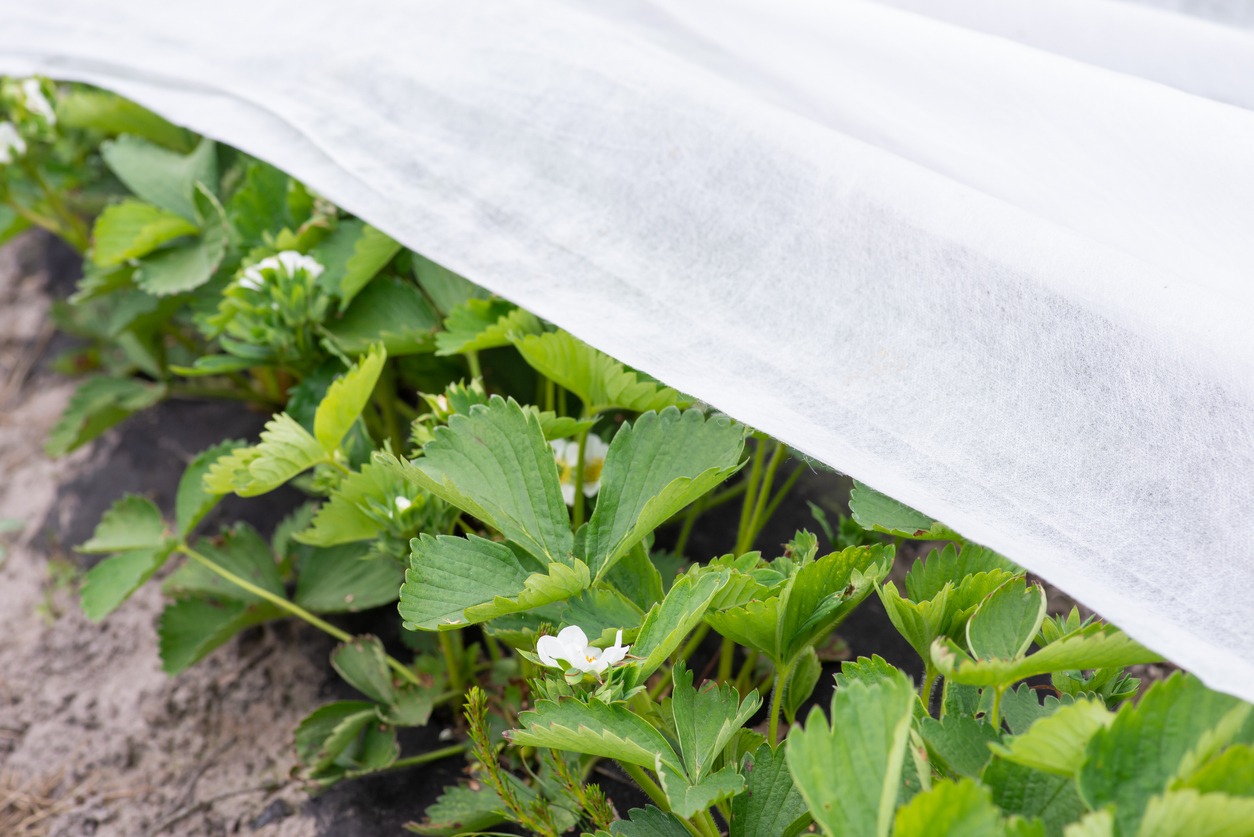 Covering blooming strawberry with white agrofiber