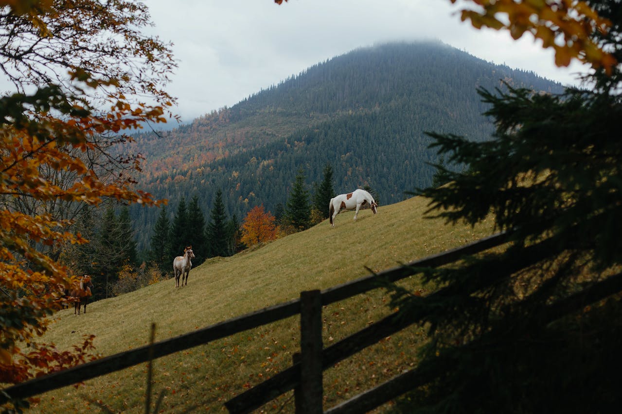 horses grazing on grass inside a paddock