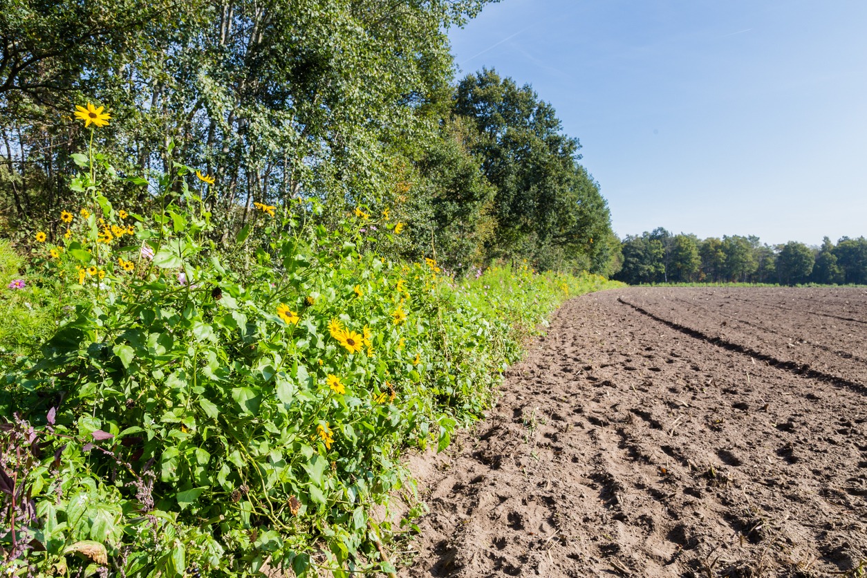 Wild flowers agricultural field