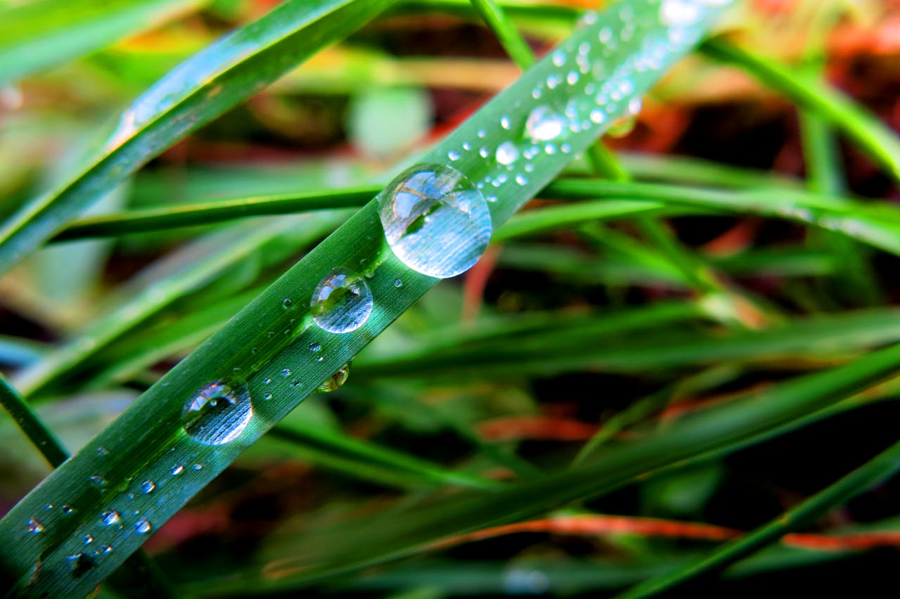 dew drops on plant