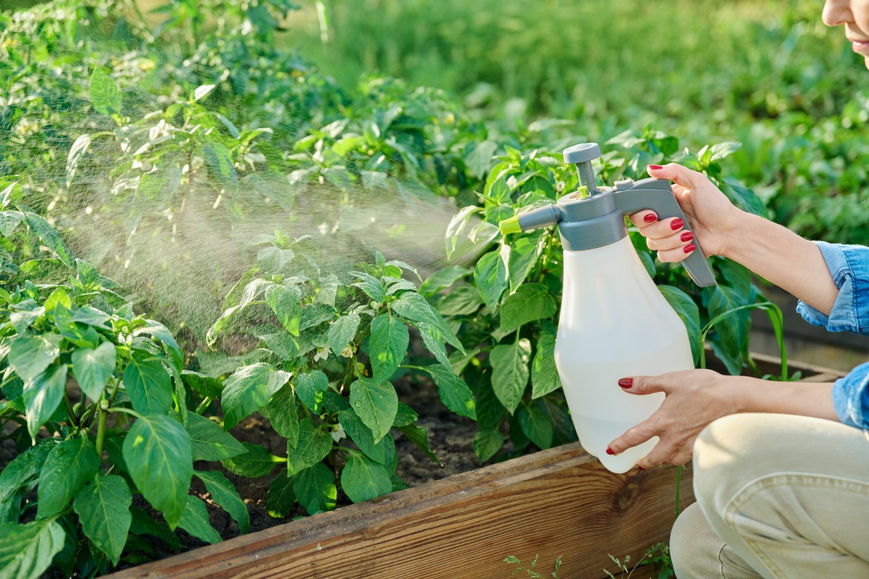 gardener's hands with spray spraying sweet bell pepper plants