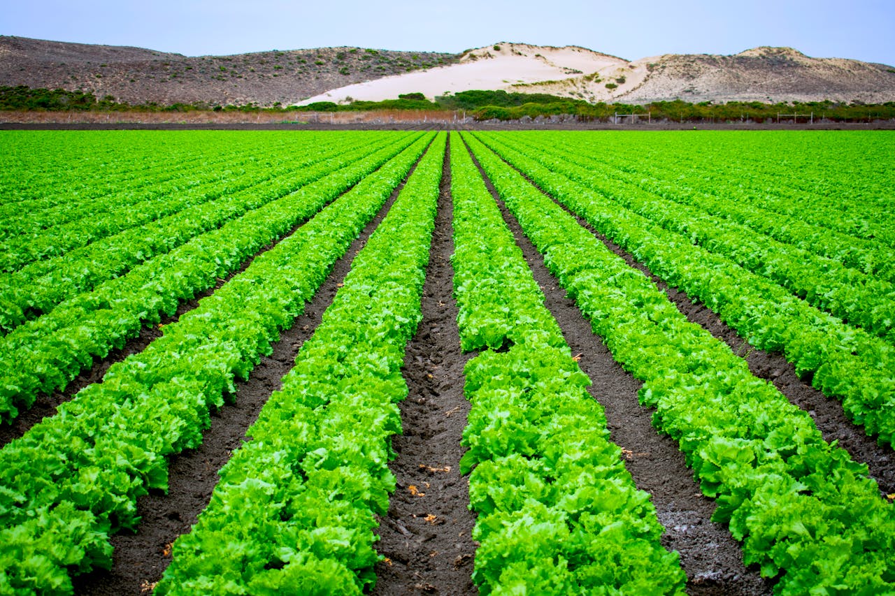 lettuce plants in a field