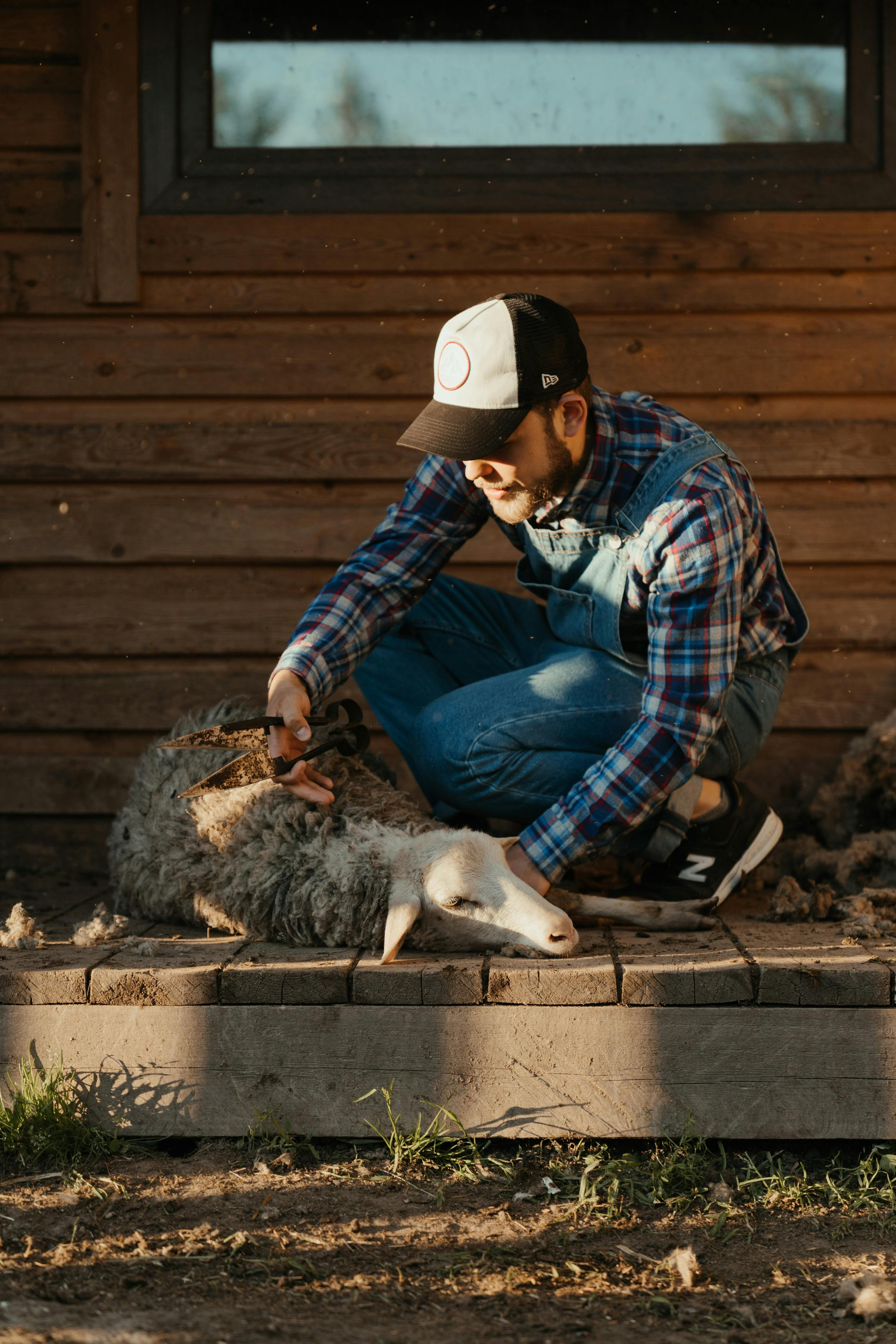 A man shearing sheep