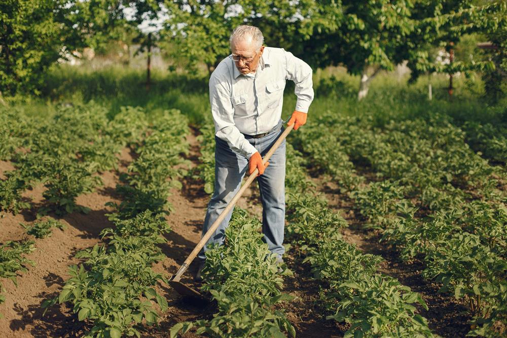 A man cultivating the soil
