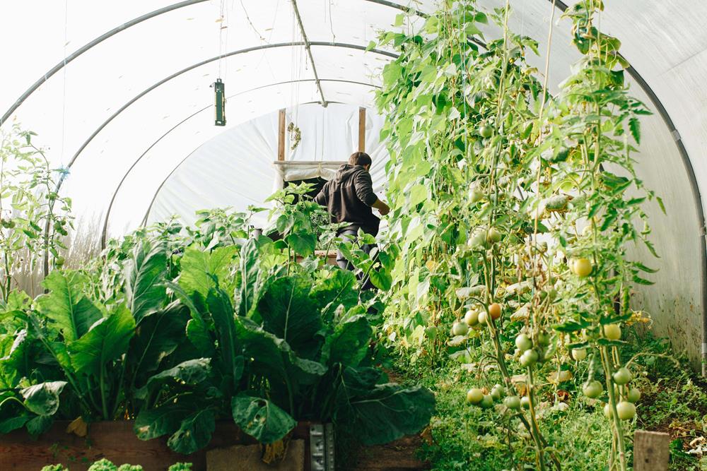 Plants inside a greenhouse