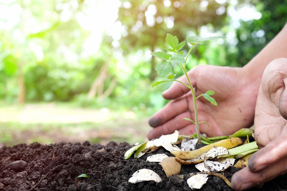 Compost being added to a tomato seedling