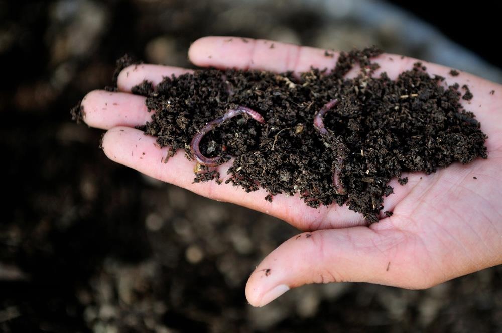 Worm Castings
