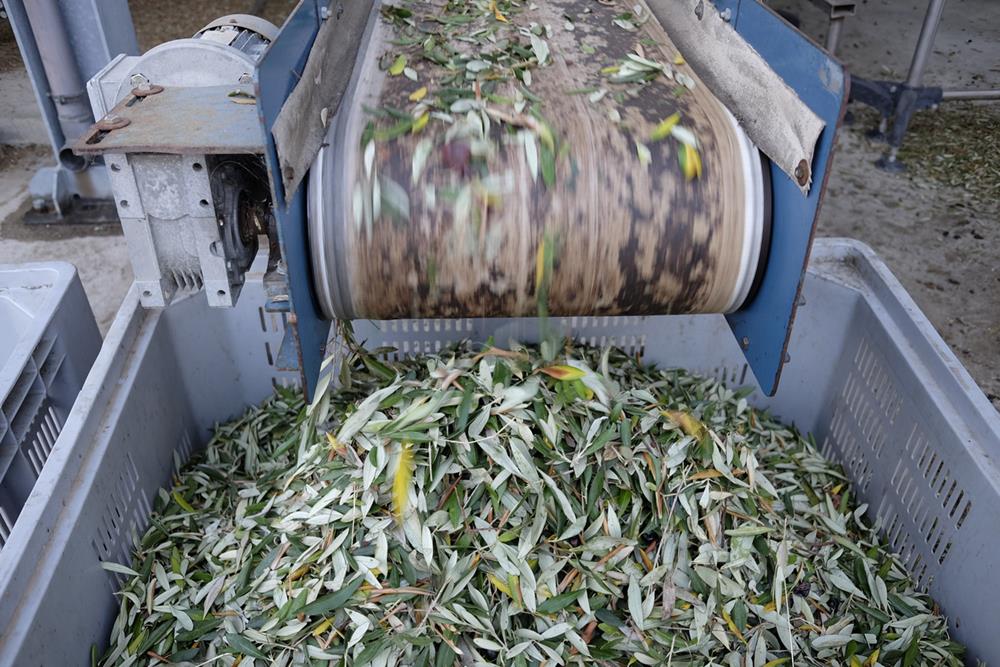 Cold-Pressing Oilseeds