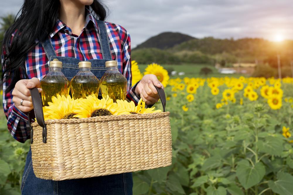 Cultivating Sunflowers for Oil