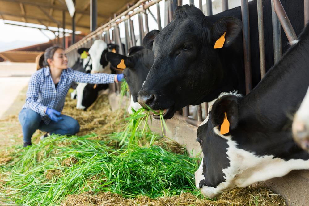 Maximizing Fat Yields from Livestock