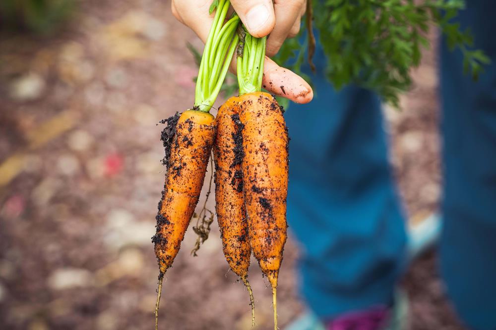 A farmer holding freshly harvested carrots