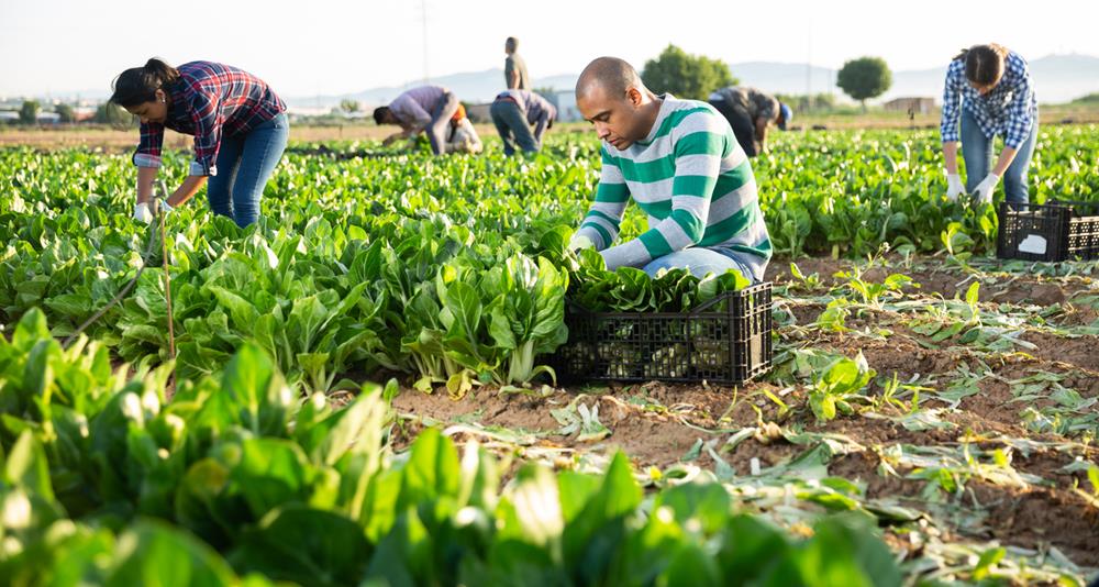 Eco-Farming vs. Conventional Agriculture