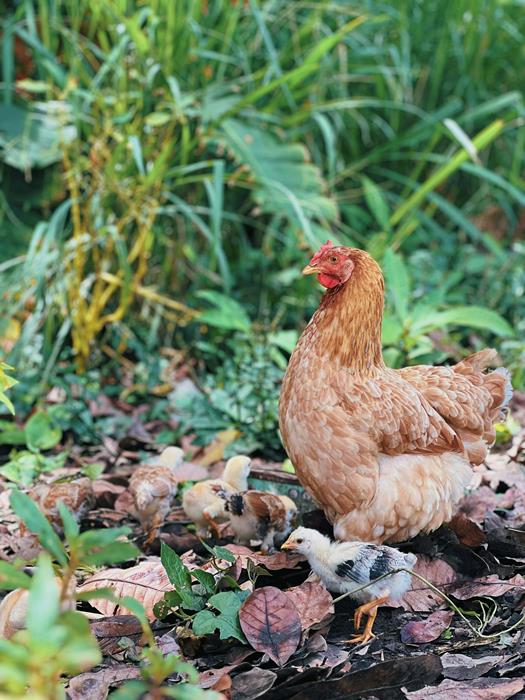 A hen with chicks on a greenery