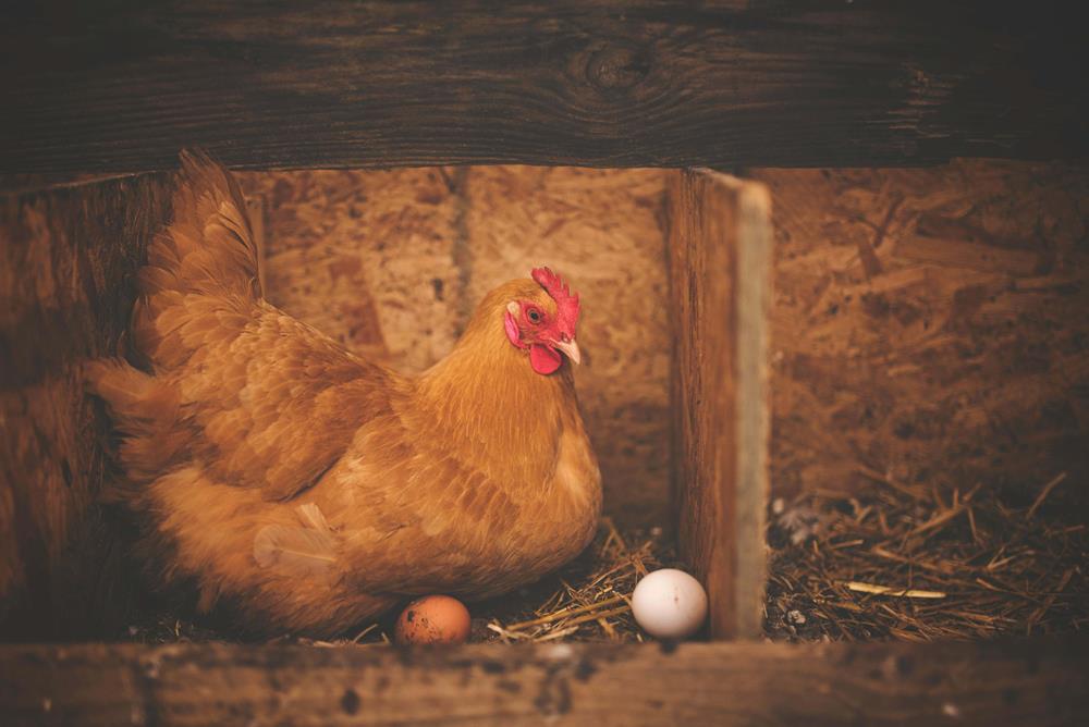 Brown hen on a nest with two eggs in it