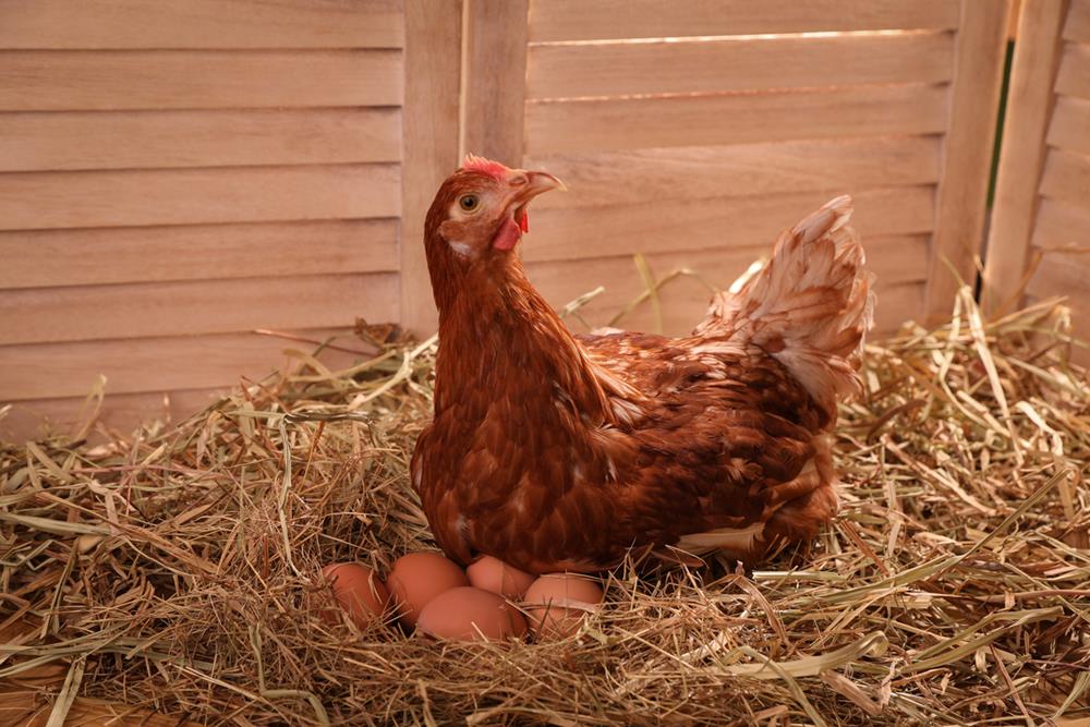 Preparing for Egg Hatching