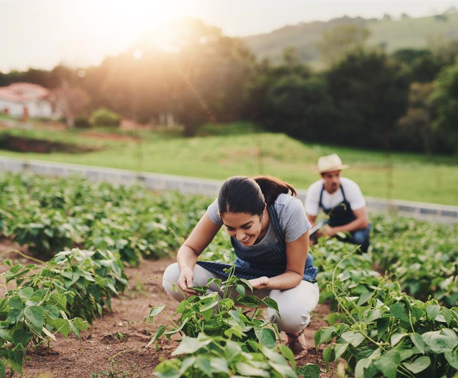 The Benefits of Vegetable Plant Guilds
