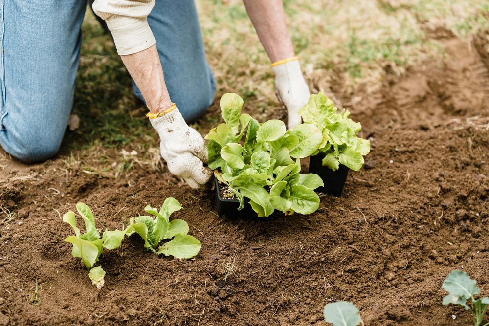 Person planting leafy greens on the ground