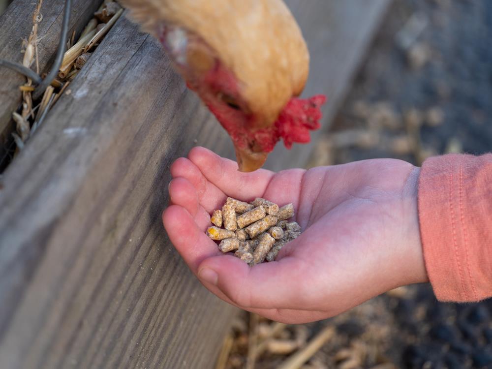 Hens eating grain