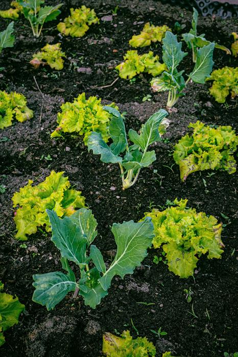 Lettuce on a farm