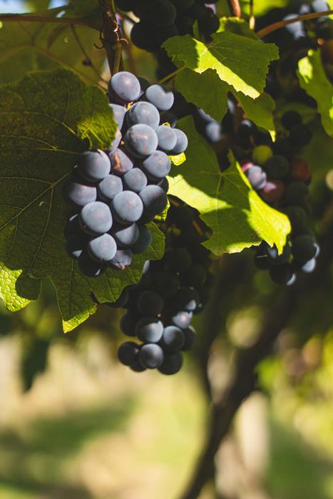 Ripe grapes on vine in sunlight