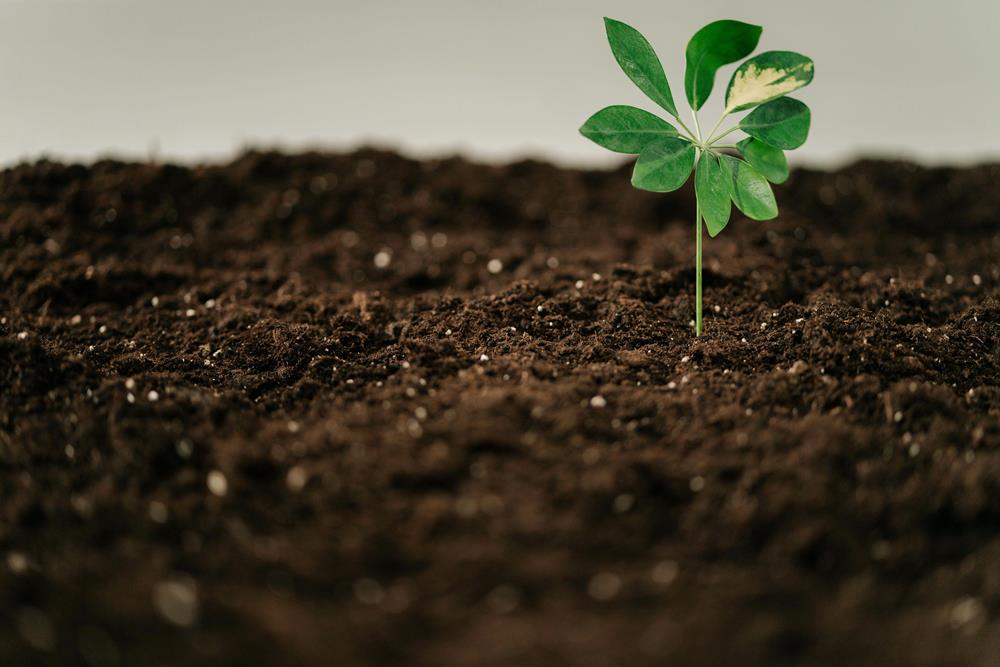Seedling on a soil