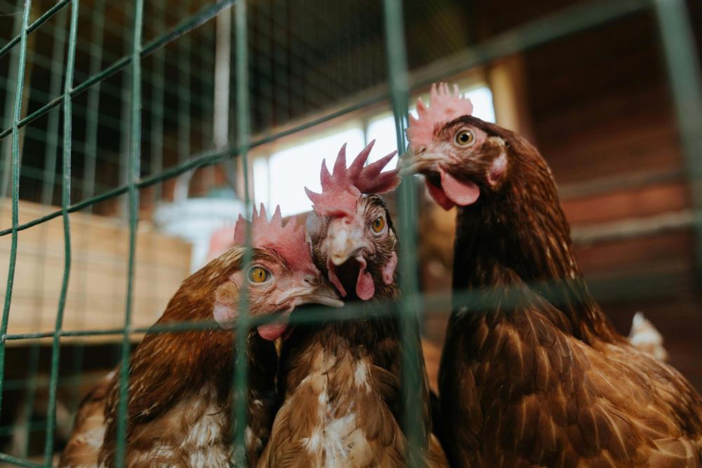 Brown and red chicken in cage