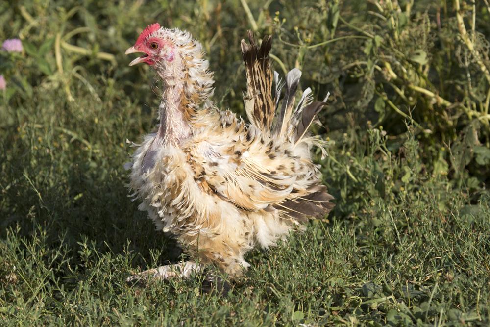 Chicken molting