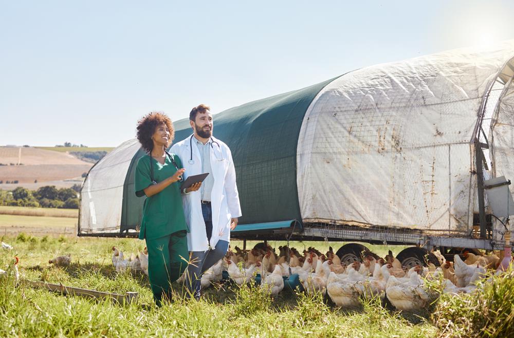 Tips for Supporting Healthy and Productive Chickens