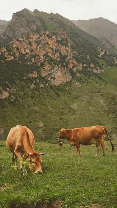 Cattle grazing on a pasture