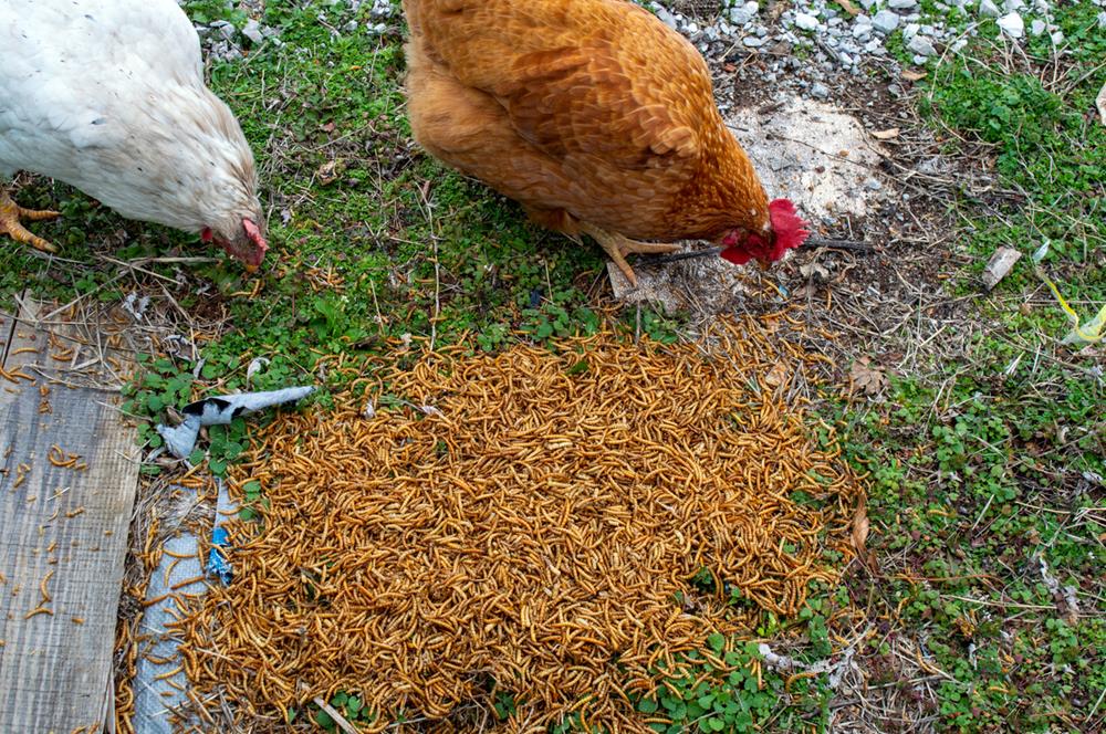 Natural Pest Control