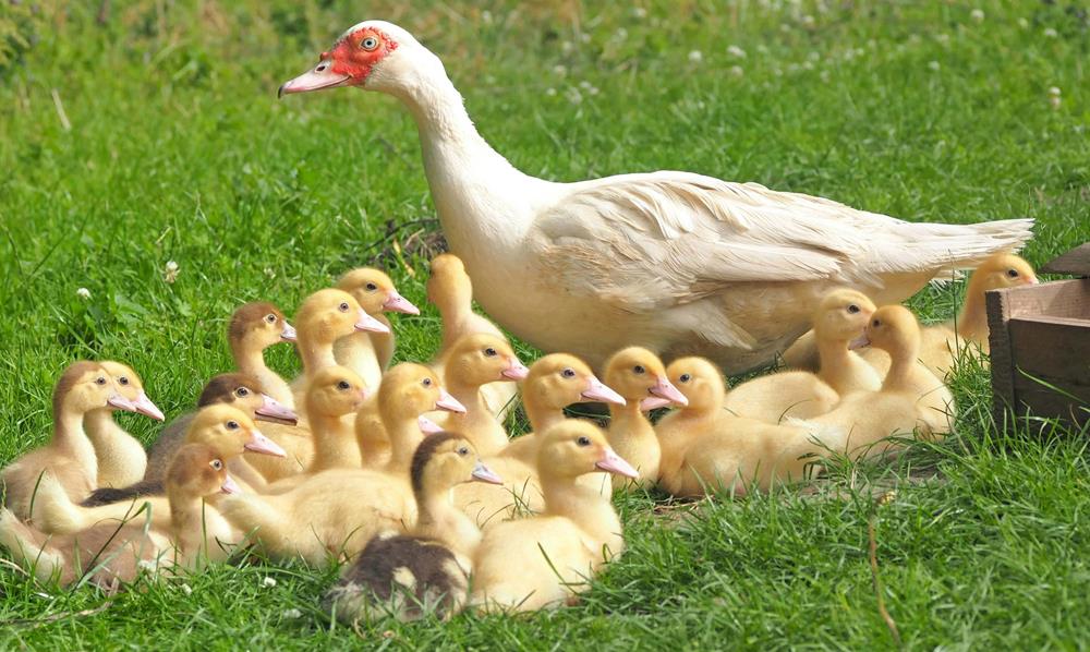 White duck with 22 ducklings