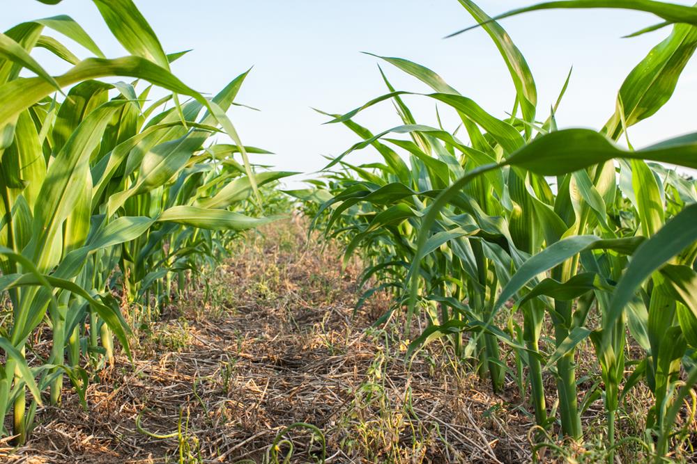 No-till corn plants