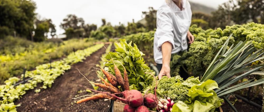 Starting Your No-Till Garden