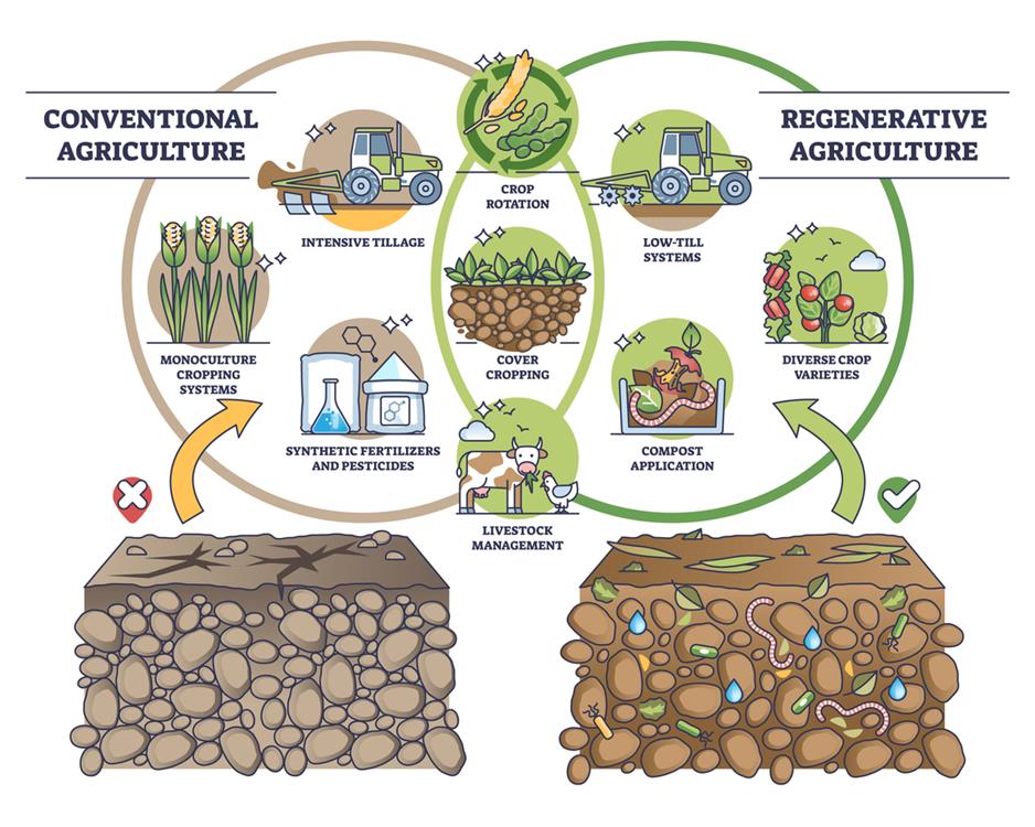 Regenerative agriculture vs conventional soil practices