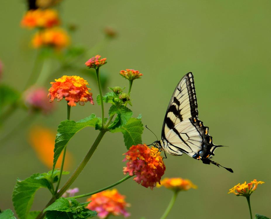 White and black butterfly on a yellow flower