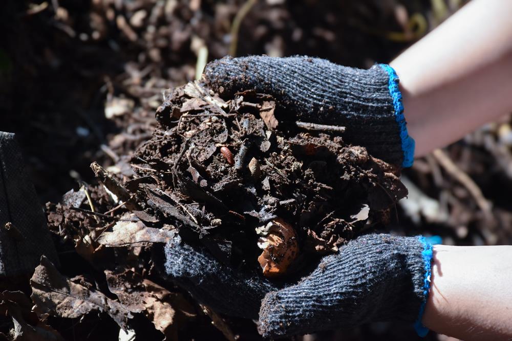 Hands with gloves holding compost