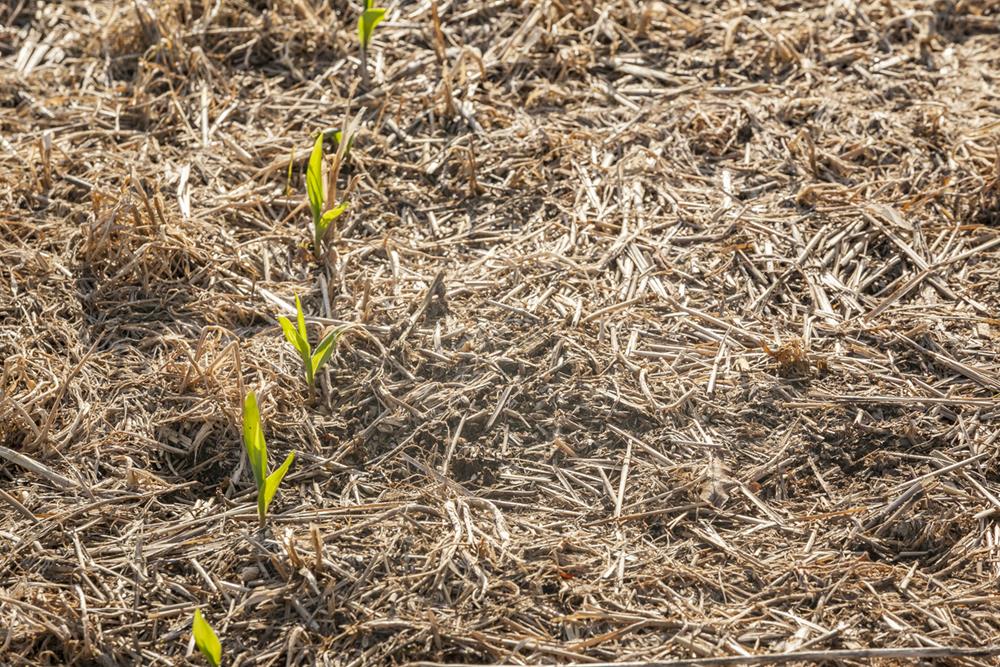 No-till corn plants